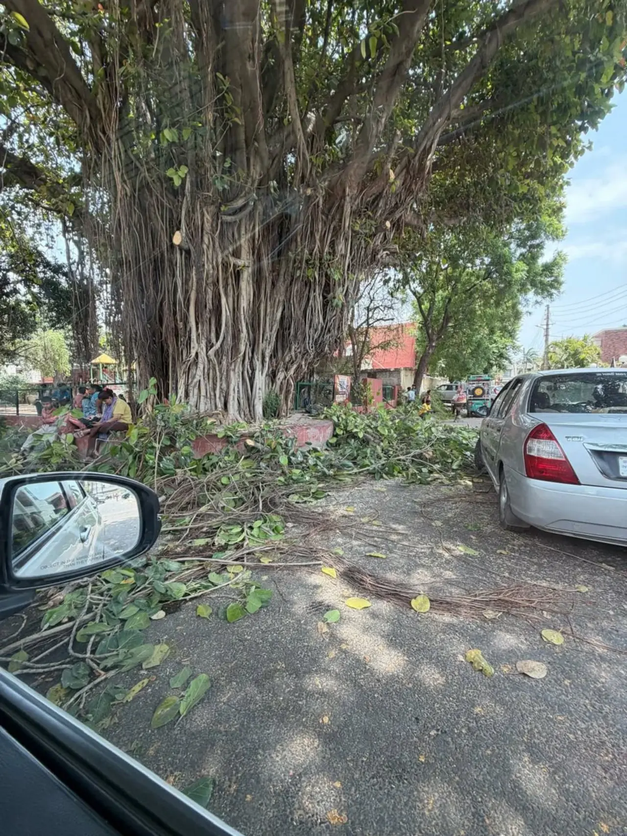 Councillor Parth Gupta: Tree Pruning Begins in Sector 17, Ward 6 — photo 3